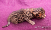 Bengal Cat Züchter